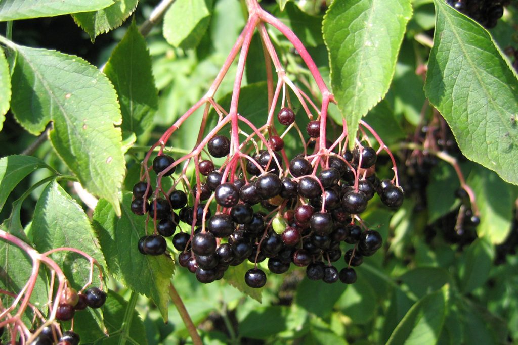 Bioimun